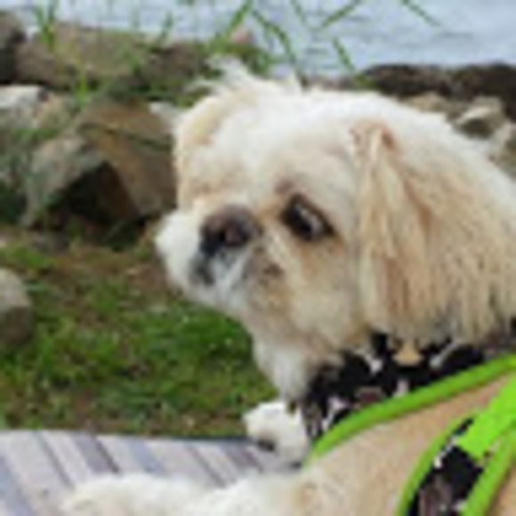 Meet your Posher, Nicole - Picture 1 of 1